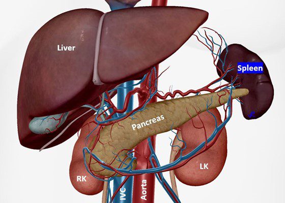 spleen diagram anatomy
