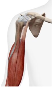 Biceps Brachii Anatomy